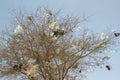 Plastic bags caught in dead tree Royalty Free Stock Photo