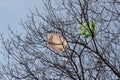 Plastic bags caught in dead tree. Environmental pollution Royalty Free Stock Photo