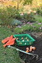 Basket with tulip bulbs is next to the bulbs group, garden ripper and gloves