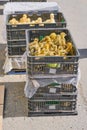 Plastic baskets with little yellow fluffy cute ducklings Royalty Free Stock Photo