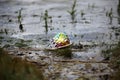 A plastic birthday balloon that has washed up on to a river bank creating an environmental hazard to wildlife