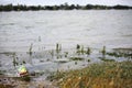 A plastic birthday balloon that has washed up on to a river bank creating an environmental hazard to wildlife