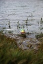 A plastic birthday balloon that has washed up on to a river bank creating an environmental hazard to wildlife