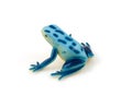 Plastic blue frog toy