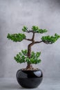 Plastic Bonsai Tree artificial with a small pot on a gray background
