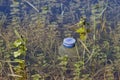 Plastic waste floating in a lake Royalty Free Stock Photo