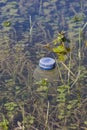 Plastic waste floating in a lake Royalty Free Stock Photo