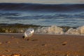 Plastic bottle on the beach Royalty Free Stock Photo