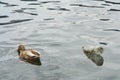 Plastic bottle and a duck float on water surface of a lake in Switzerland. Royalty Free Stock Photo