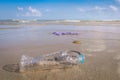 Plastic bottle or garbage on beach Royalty Free Stock Photo