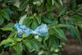 Plastic Bottle Garbage Waste drop impact nature in Green Tree dirty forest