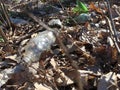 Plastic bottle in green grass on grass