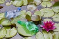 Plastic bottle lake water lily Royalty Free Stock Photo