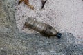 Dirty Plastic Bottle on a Sand Beach