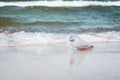 Plastic bottle in ocean water, littering the sea concept image