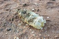 A plastic bottle overgrown with shells on the seashore. Plastic garbage in the sea, environmental disaster Royalty Free Stock Photo