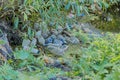 Plastic bottle pollution. Royalty Free Stock Photo