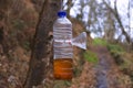 Wasp trap in plastic bottle Royalty Free Stock Photo