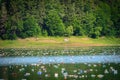 Plastic bottles on lake. Lake surface being covered by plastic bottles.