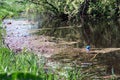 Plastic bottles in a littered river. Royalty Free Stock Photo