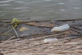 Plastic bottles and other plastic debris float in the Danube River coastal area in Danube Biosphere Reserve. Plastic garbage Royalty Free Stock Photo