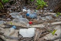 Plastic bottles and other rubbish at the tropical beach