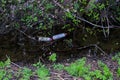 Plastic bottles pollute Royalty Free Stock Photo