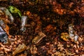 Plastic bottles polluting a lake in the forest Royalty Free Stock Photo