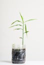 Plastic bottles water DIY for planting ginger plant Royalty Free Stock Photo