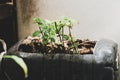 Plastic bottles water DIY for planting vegetable plant at home Royalty Free Stock Photo