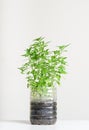 Plastic bottles water DIY for planting vegetables plant and decoration at home Royalty Free Stock Photo