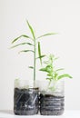 Plastic bottles water DIY for planting vegetables plant Royalty Free Stock Photo