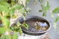 Plastic bowl abandoned in a vase with stagnant water inside. close up view. mosquitoes in potential breeding ground.proliferation