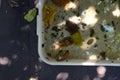 plastic bowl abandoned in a vase with stagnant water inside. close up view. mosquitoes in potential breeding ground