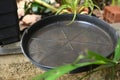 plastic bowl abandoned in a vase with stagnant water inside. close up view. mosquitoes in potential breeding ground