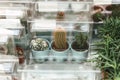 Plastic box with cactus in the flower shop. Sale and packaging of plants. Royalty Free Stock Photo