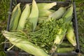 Plastic box full of corn cobs and green parsley Royalty Free Stock Photo