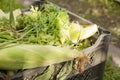 Plastic box full of corn cobs and green parsley Royalty Free Stock Photo