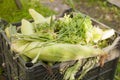Plastic box full of corn cobs and green parsley Royalty Free Stock Photo