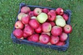 Plastic box with real ecological red autumn apples