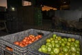 Plastic boxes with red and green tomatoes are separated on a \