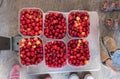 Plastic boxes of ripe black and white cherries on scales