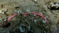 Plastic bracelet on the seabed, Aegean Sea, Greece, Halkidiki. Sea pollution