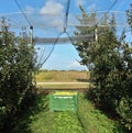 Plastic bulk bin for processing food industry, full of freshly harvested apples inside an orchard protected by net covering system