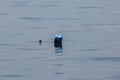 Plastic buoy floating on top of water.