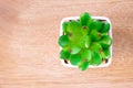 Plastic cactus on brown wooden background