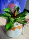 Plastic Cactus Flowers, Mini Artificial Latex Cactus Succulents are Ornamental Plants