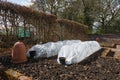 Plastic Cloche - Poly Tunnel - Agriculture Cloche - Rhubarb For