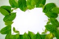 Green leafs frame abstract background isolated on white Royalty Free Stock Photo