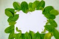 Green leafs frame abstract background  on white Royalty Free Stock Photo